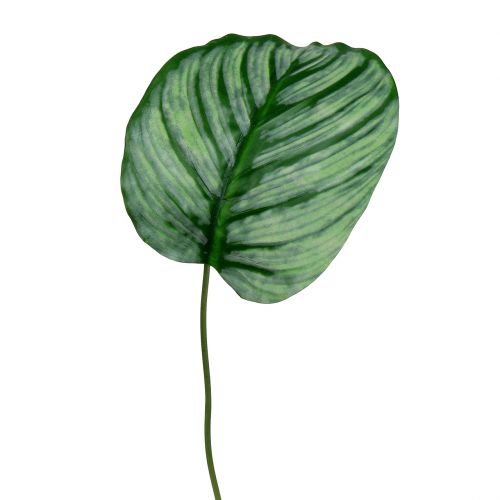 Floristik24 Decoratief vel, Calathea vel 6st