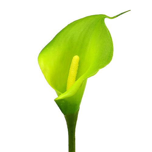 Floristik24 Calla kunstgroen 8cm L57cm 12st