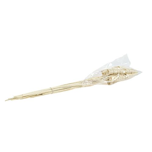 Floristik24 Riet Kegel gebleekt 25 st