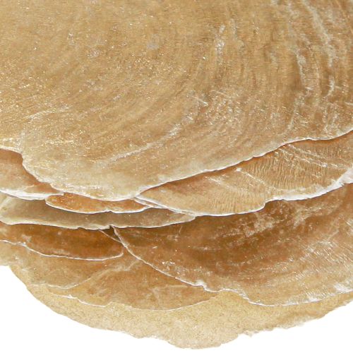 Artikel Capiz schijven in natuurlijke gouden schelp schelpen 60 stuks