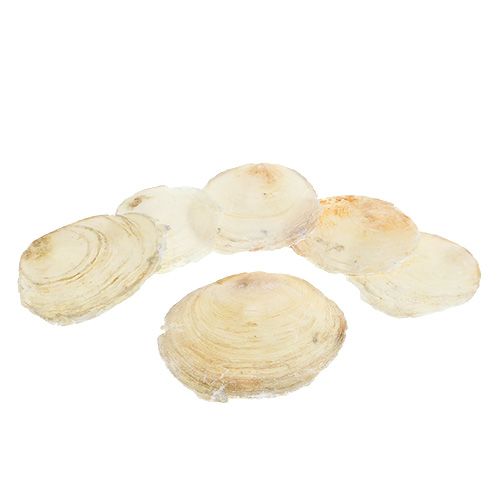 Floristik24 Capiz mossel 500g