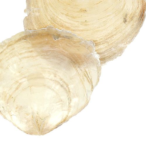 Floristik24 Capiz mossel 500g