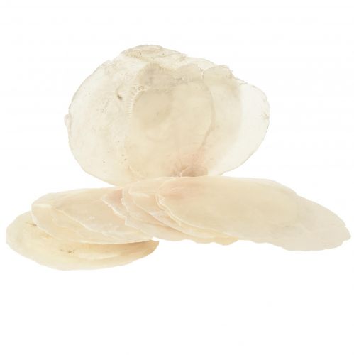 Floristik24 Capiz schelpen Capiz plakjes parelmoer plakjes naturel 7,5–9,5cm 300g