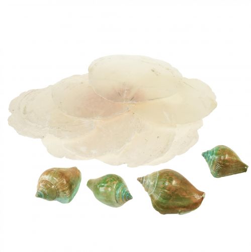Floristik24 Capiz parelmoer schelp parelmoer plakjes zeeslakkenschild groen 3,5–9,5cm 750g