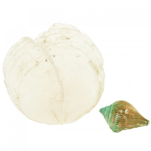 Floristik24 Capiz parelmoer schelp parelmoer plakjes zeeslakkenschild groen 3,5–9,5cm 750g