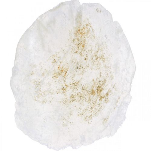 Floristik24 Maritiem, Capiz schelpen 5-10cm, parelmoer, natuurlijke artikelen 1kg