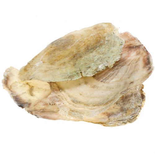 Floristik24 Capiz schelpen naturel 10cm – 14cm 1kg