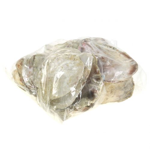 Floristik24 Capiz schelpen naturel 10cm – 14cm 1kg