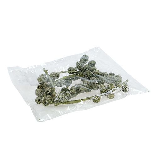 Floristik24 Casuarina kegels groen, gewaxt 110g