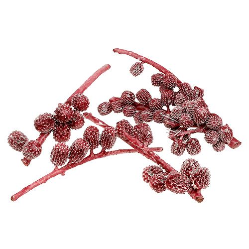 Floristik24 Casurina kegels rood, gewaxt 110 g