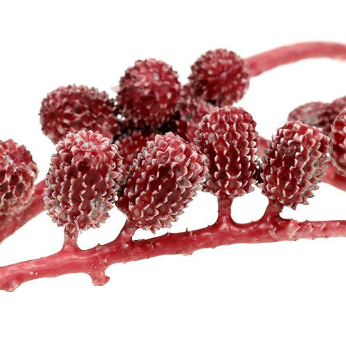 Floristik24 Casurina kegels rood, gewaxt 110 g