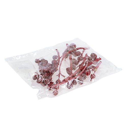 Floristik24 Casurina kegels rood, gewaxt 110 g