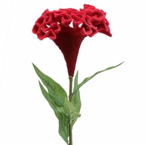 Floristik24 Celosia cristata hanekam rood 72cm