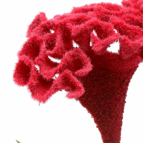 Floristik24 Celosia cristata hanekam rood 72cm