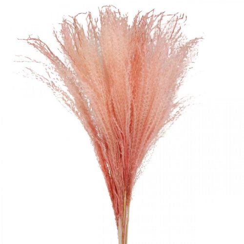 Artikel Chinees riet lichtroze drooggras Miscanthus H75cm 10 st