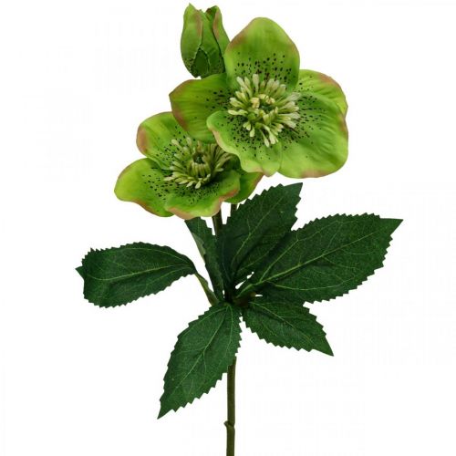 Floristik24 Kerstroos Lentenroos Nieskruid kunstbloemen groen L34cm 4 st