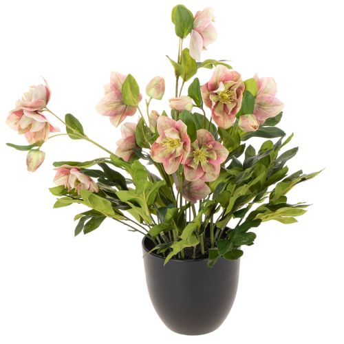 Kunstmatige Helleborus in pot, kerstroos, voor huisdecoratie, 50 cm kopen | Floristik24.nl