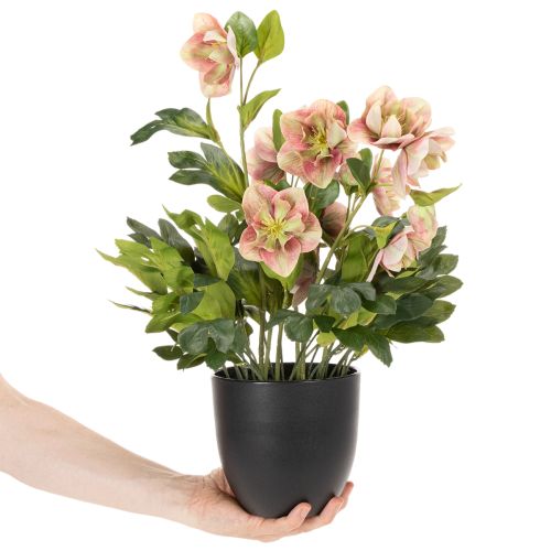 Kunstmatige Helleborus in pot, kerstroos, voor huisdecoratie, 50 cm | Floristik24.nl