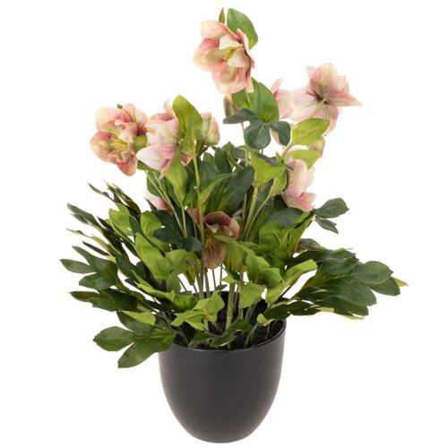Kunstmatige Helleborus in pot, kerstroos, voor huisdecoratie, 50 cm | Floristik24.nl