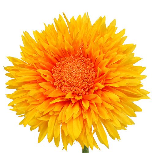 Floristik24 Chrysant Teddy 63cm Goudgeel