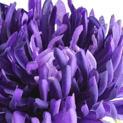 Artikel Chrysanthemum paars 74cm