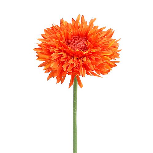 Floristik24 Chrysant Teddy 63cm Oranje