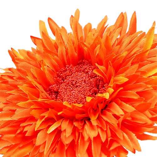 Artikel Chrysanthemum teddy 63cm oranje