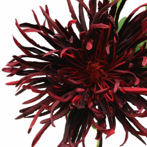 Floristik24 Chrysant Donkerrood 73cm