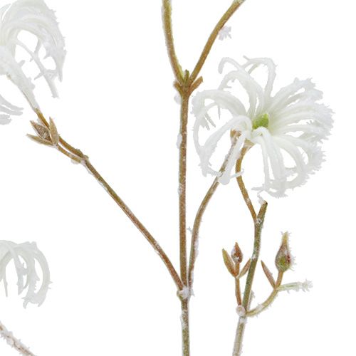 Floristik24 Clematis tak wit gevlokt 62cm 3st