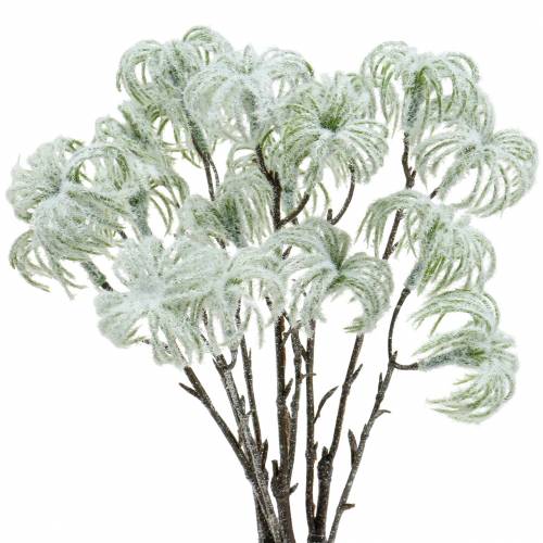 Clematis groen met sneeuw 43cm 3 st