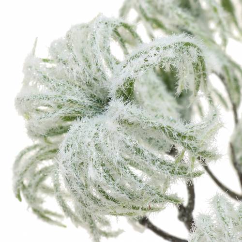 Artikel Clematis groen met sneeuw 43cm 3 st