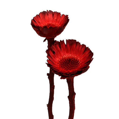 Floristik24 Compacta rozet rood 40 st