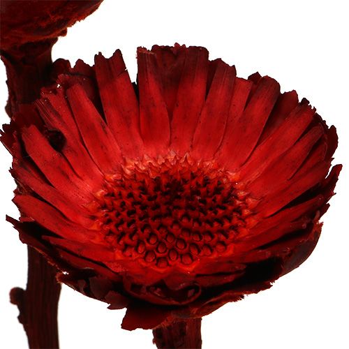 Artikel Compacta rozet rood 40 st