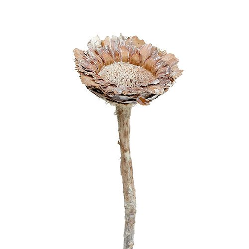 Floristik24 Coronata Rozet 25 stuks