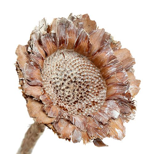 Floristik24 Coronata Rozet 25 stuks