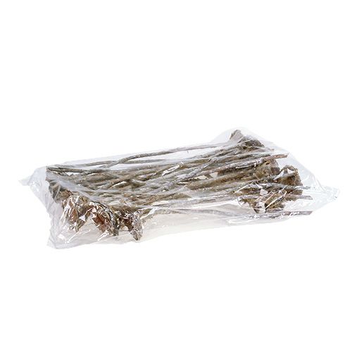 Floristik24 Coronata Rozet 25 stuks