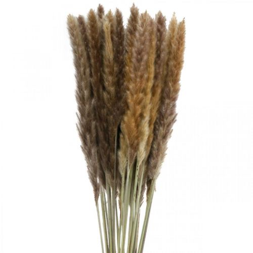 Floristik24 Droog gras pampagras naturel bos 80cm