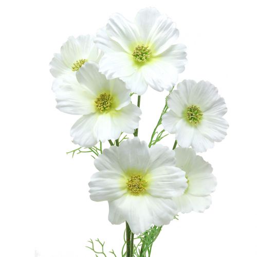 Floristik24 Cosmea wit 77cm 3st