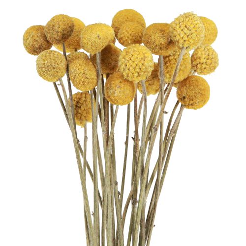 Floristik24 Craspedia drumsticks droge decoratie naturel 45cm 25 st