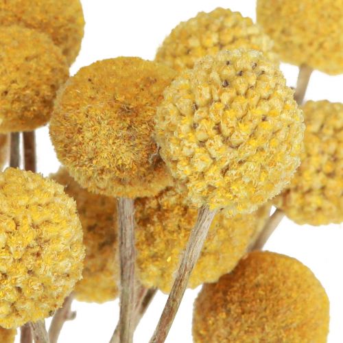 Floristik24 Craspedia drumsticks droge decoratie naturel 45cm 25 st