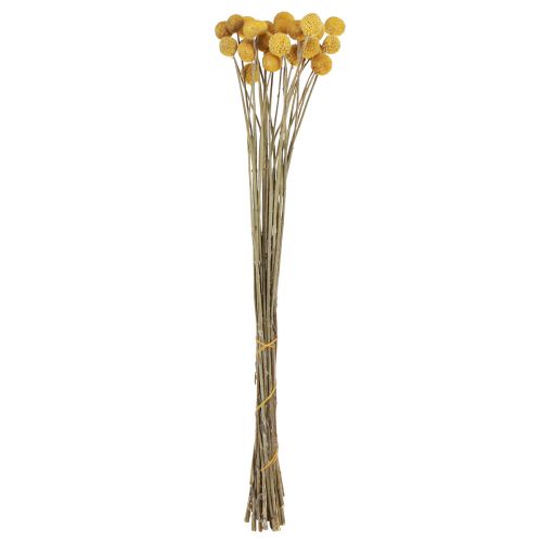 Floristik24 Craspedia drumsticks droge decoratie naturel 45cm 25 st