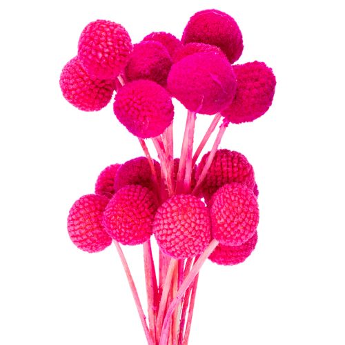 Bosje gedroogde Craspedia-bloemen voor bloemisten, 55 cm, 20 stuks