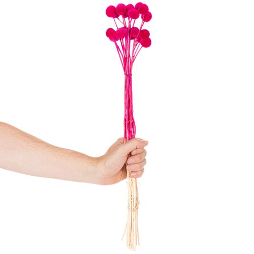 Bosje gedroogde Craspedia-bloemen voor bloemisten, 55 cm, 20 stuks | Floristik24.nl