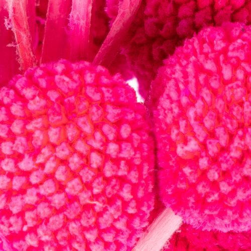 Bosje gedroogde Craspedia-bloemen voor bloemisten, 55 cm, 20 stuks | Floristik24.nl