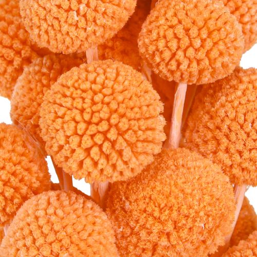 Artikel Craspedia gebleekte gedroogde bloemen oranje 50-55cm 20st