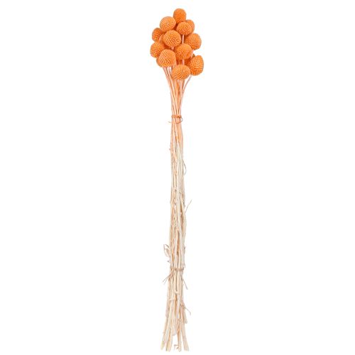 Artikel Craspedia gebleekte gedroogde bloemen oranje 50-55cm 20st