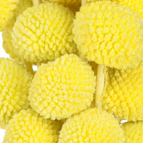 Artikel Craspedia gekleurde gedroogde bloemen geelgroen 50-55cm 20st