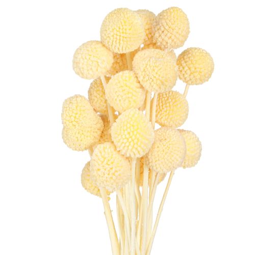 Floristik24 Craspedia geverfde drumsticks crème 50-55cm 20st