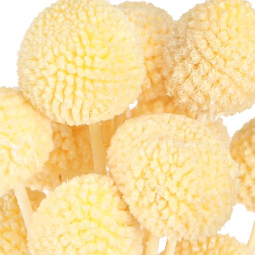 Artikel Craspedia geverfde drumsticks crème 50-55cm 20st