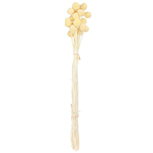 Artikel Craspedia geverfde drumsticks crème 50-55cm 20st